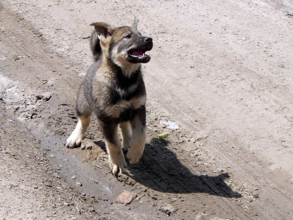 Bir Yakın Çekim Köpek Sporcu — Stok fotoğraf