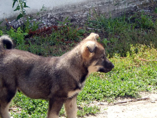 Bir Yakın Çekim Köpek Sporcu — Stok fotoğraf