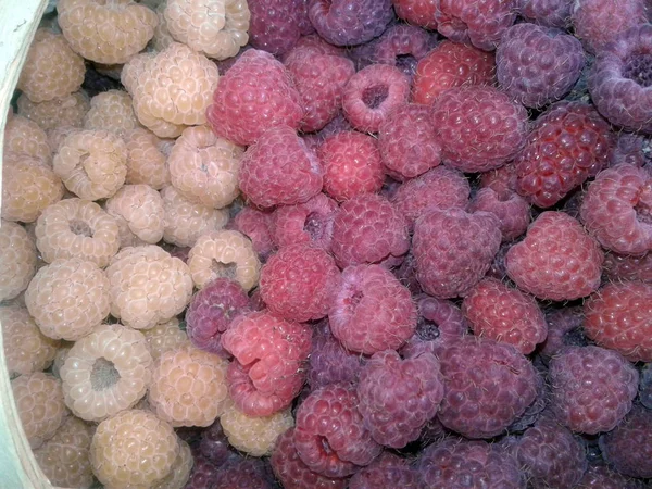 Framboesas Bagas Colheita Frutas — Fotografia de Stock