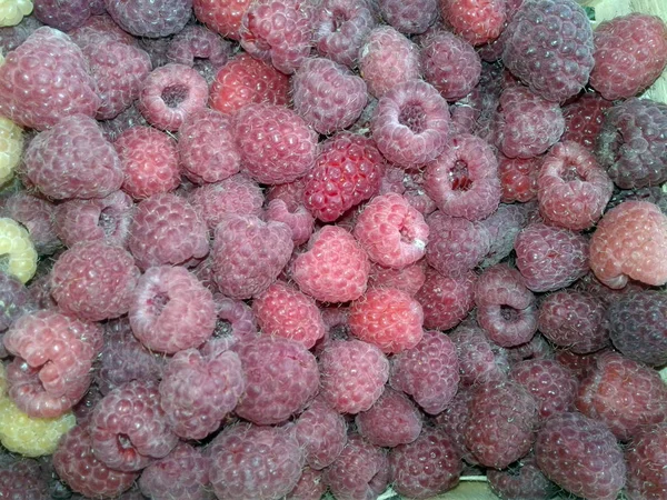 Himbeeren Früchte Pflücken — Stockfoto