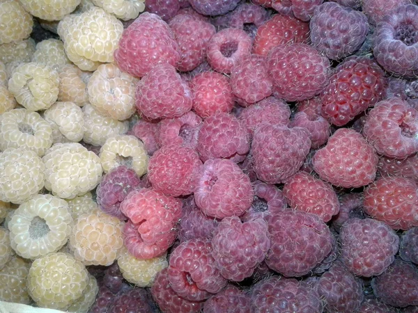 Framboesas Bagas Colheita Frutas — Fotografia de Stock