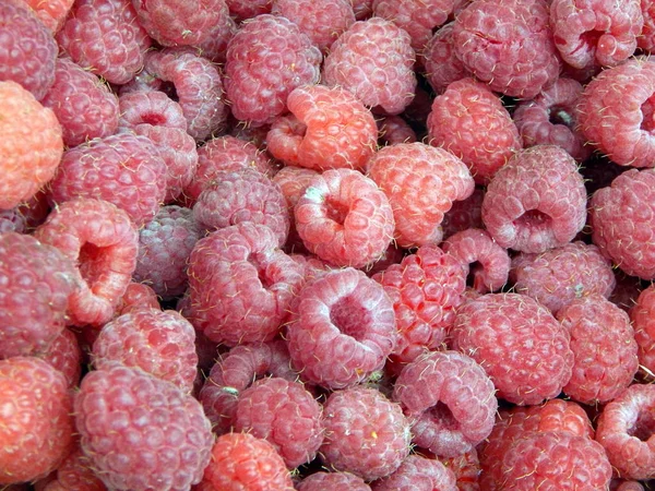 Himbeeren Früchte Pflücken — Stockfoto