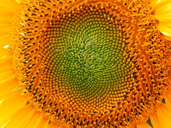 Gebied Van Zonnebloemen Textuur — Stockfoto