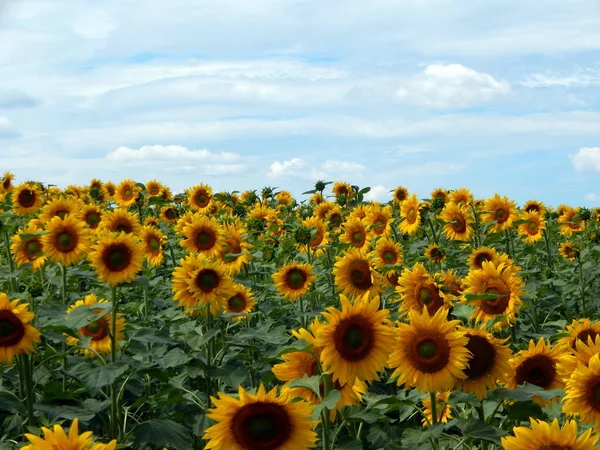 Alan ayçiçeği doku