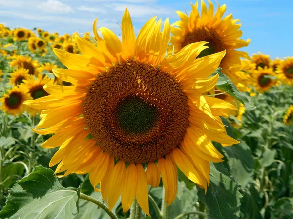 Feld Von Sonnenblumen Textur — Stockfoto