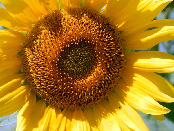 Feld von Sonnenblumen Textur — Stockfoto