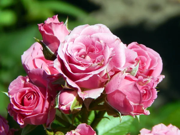 Blommor Trädgården Och Vegetabiliska — Stockfoto