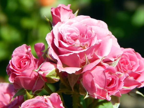 Blommor Trädgården Och Vegetabiliska — Stockfoto