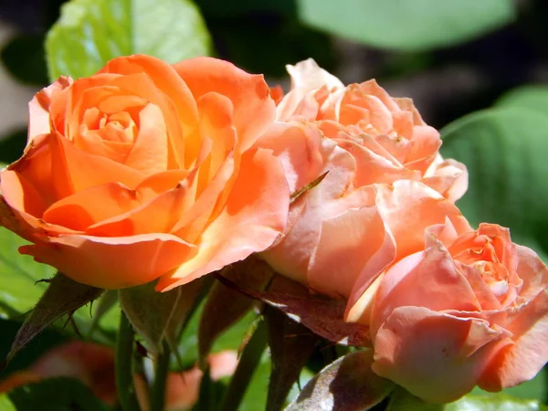 Blommor Trädgården Och Vegetabiliska — Stockfoto