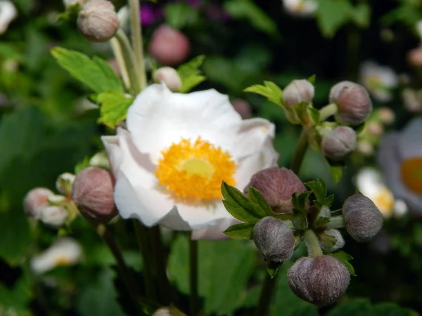 Flowers Garden Vegetable — Stock Photo, Image