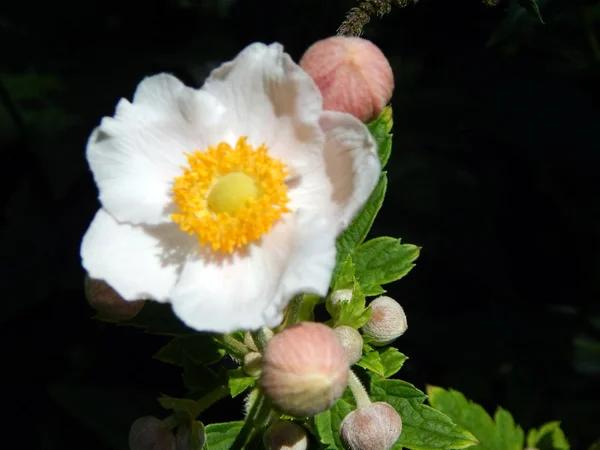 ガーデンと野菜の花 — ストック写真