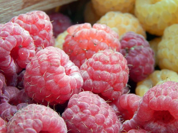 Berry Frambozen Fruit Plukken Rechtenvrije Stockafbeeldingen