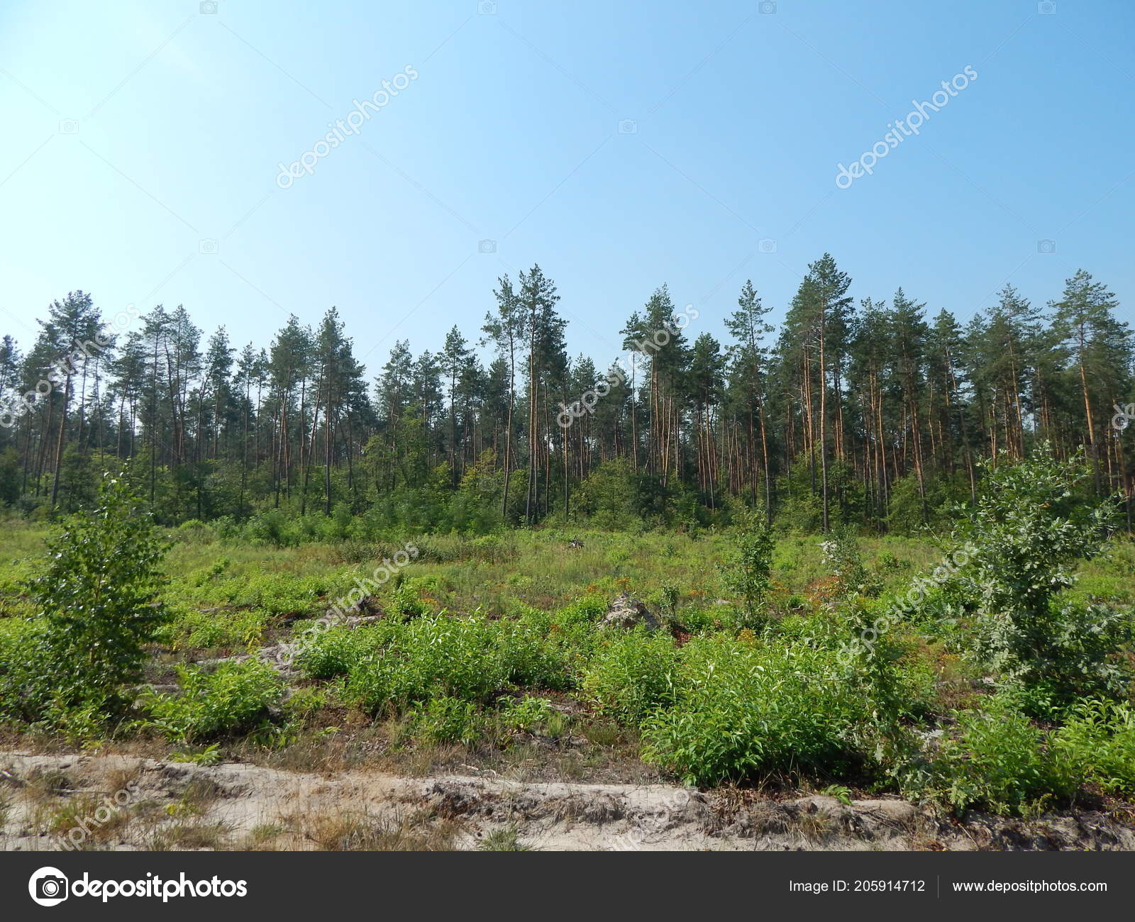 árvores Floresta Paisagem Papel Parede árvore Stock Photo