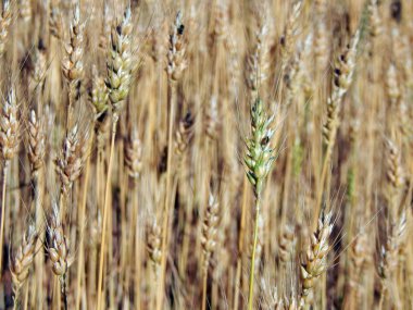 Buğday alan doku saman