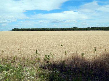 Buğday alan doku saman