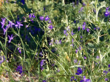 kır çiçekleri On alan