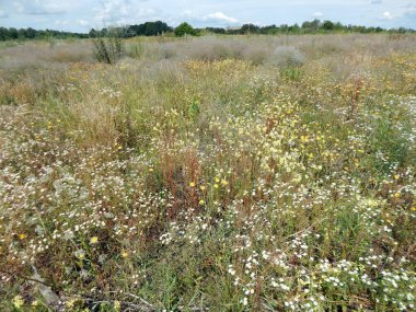 kır çiçekleri On alan