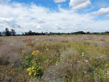 kır çiçekleri On alan