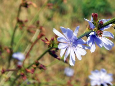 kır çiçekleri On alan