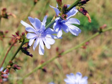 kır çiçekleri On alan