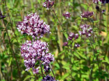 kır çiçekleri On alan