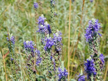 kır çiçekleri On alan