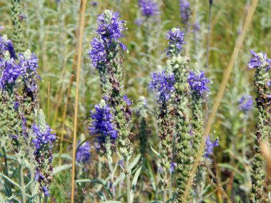 kır çiçekleri On alan