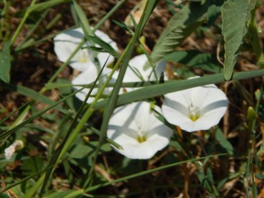 Bahçe arka plan duvar kağıdı doku içinde çiçek buketi