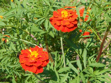 Bahçe arka plan duvar kağıdı doku içinde çiçek buketi