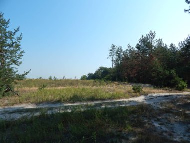 Orman manzara ağaçlar ağaç duvar kağıdı