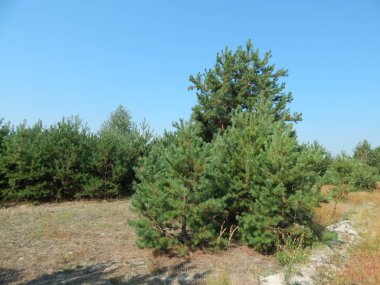 Orman manzara ağaçlar ağaç duvar kağıdı