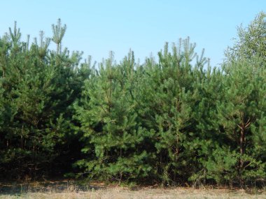 Orman manzara ağaçlar ağaç duvar kağıdı