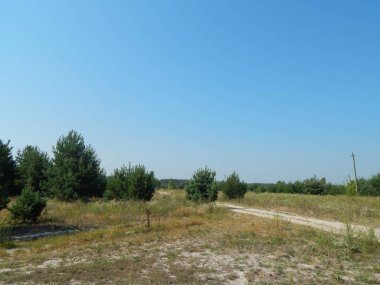 Orman manzara ağaçlar ağaç duvar kağıdı