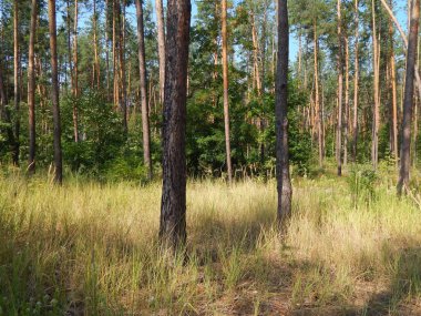 Orman manzara ağaçlar ağaç duvar kağıdı