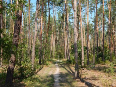 Orman manzara ağaçlar ağaç duvar kağıdı