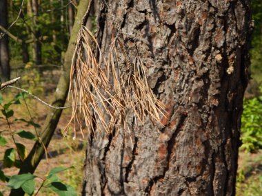 Orman manzara ağaçlar ağaç duvar kağıdı