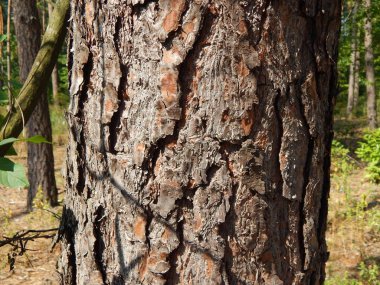 Orman manzara ağaçlar ağaç duvar kağıdı