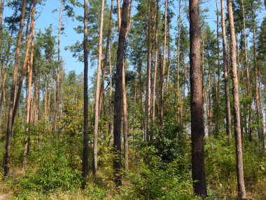 Orman manzara ağaçlar ağaç duvar kağıdı