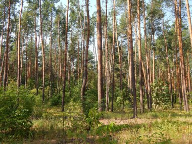 Orman manzara ağaçlar ağaç duvar kağıdı