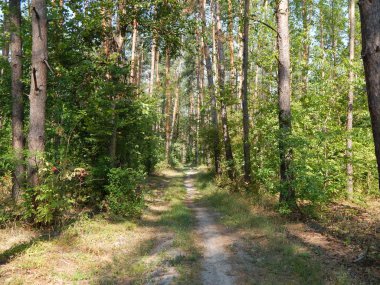 Orman manzara ağaçlar ağaç duvar kağıdı