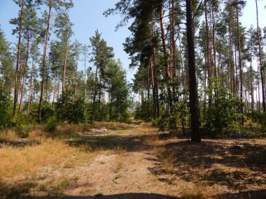 Orman manzara ağaçlar ağaç duvar kağıdı