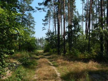 Orman manzara ağaçlar ağaç duvar kağıdı