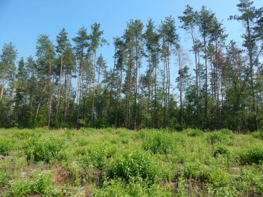 Orman manzara ağaçlar ağaç duvar kağıdı