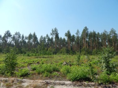 Orman manzara ağaçlar ağaç duvar kağıdı