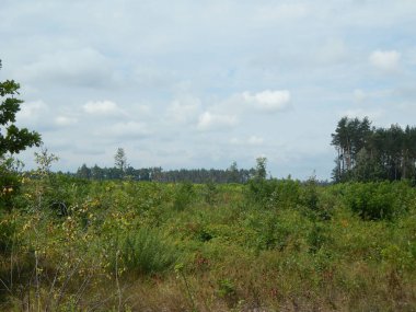 Orman manzara ağaçlar ağaç duvar kağıdı