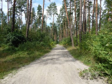 Orman manzara ağaçlar ağaç duvar kağıdı