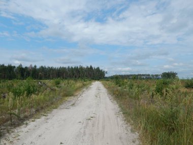 Orman manzara ağaçlar ağaç duvar kağıdı