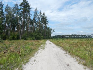 Orman manzara ağaçlar ağaç duvar kağıdı