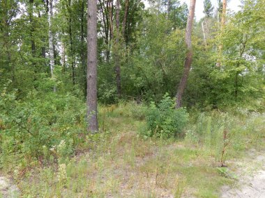 Orman manzara ağaçlar ağaç duvar kağıdı