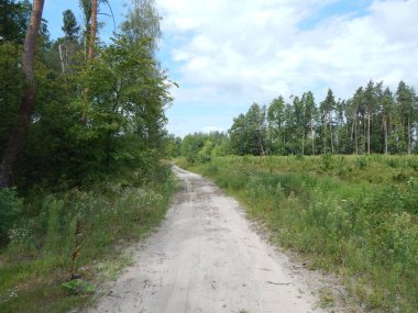 Orman manzara ağaçlar ağaç duvar kağıdı